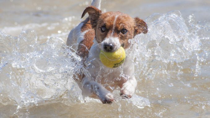dog-3545004_1920